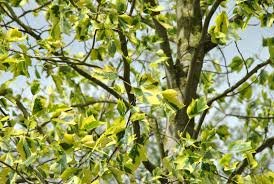 Attēlu rezultāti vaicājumam “Liriodendron tulipifera leaf”