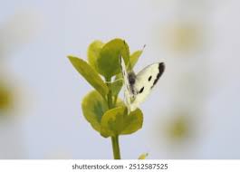 Attēlu rezultāti vaicājumam “Pieris brassicae female”
