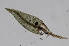 Attēlu rezultāti vaicājumam “Pohlia”