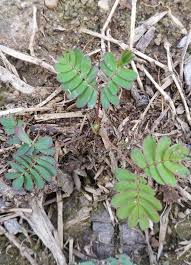 Image result for pohon semalu images