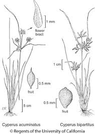 Attēlu rezultāti vaicājumam “Cyperus fuscus fruit”