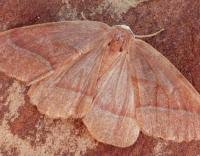 Attēlu rezultāti vaicājumam “Hylaea fasciaria”