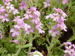 Attēlu rezultāti vaicājumam “Orobanchaceae”