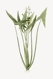 Attēlu rezultāti vaicājumam “Sagittaria sagittifolia”