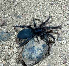 Attēlu rezultāti vaicājumam “Gnaphosidae”