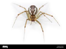 Attēlu rezultāti vaicājumam “Linyphiidae”