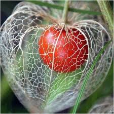 Image result for Lampionblume