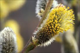 Attēlu rezultāti vaicājumam “Salix cinerea”