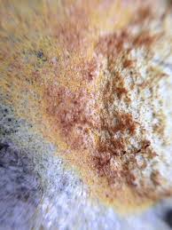 Attēlu rezultāti vaicājumam “Oligonema favogineum”