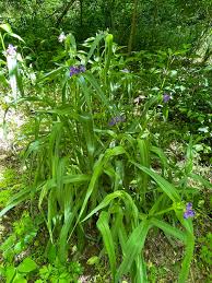 Attēlu rezultāti vaicājumam “Tradescantia virginiana flower”
