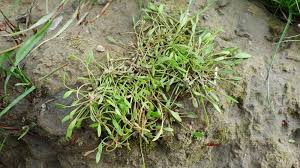 Attēlu rezultāti vaicājumam “Limosella aquatica”