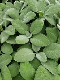 Attēlu rezultāti vaicājumam “Salvia officinalis leaf”