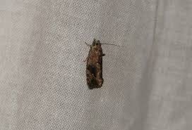 Attēlu rezultāti vaicājumam “Eudemis porphyrana”