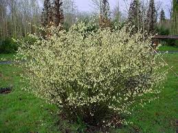 Attēlu rezultāti vaicājumam “Kurzia pauciflora”