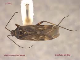 Attēlu rezultāti vaicājumam “Phytocoris sp.”