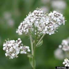 Attēlu rezultāti vaicājumam “Lepidium latifolium flower”