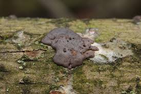 Attēlu rezultāti vaicājumam “Dictydiaethalium plumbeum”