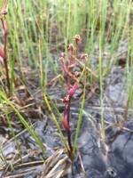 Attēlu rezultāti vaicājumam “Scheuchzeria palustris fruit”