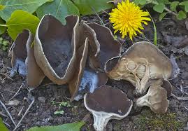 Attēlu rezultāti vaicājumam “Helvella acetabulum”