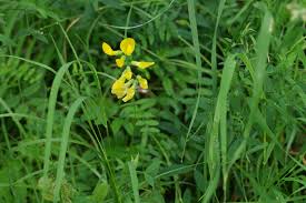 Attēlu rezultāti vaicājumam “Lathyrus pratensis fruit”
