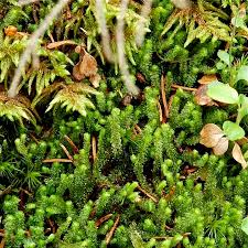 Attēlu rezultāti vaicājumam “Barbilophozia lycopodioides”