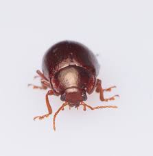 Attēlu rezultāti vaicājumam “Chrysolina staphylaea”