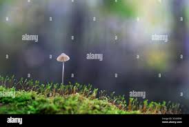 Attēlu rezultāti vaicājumam “Cribraria intricata young”