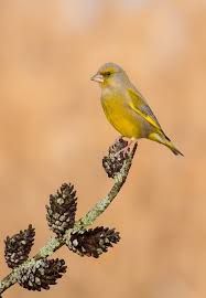 Attēlu rezultāti vaicājumam “Chloris chloris male”