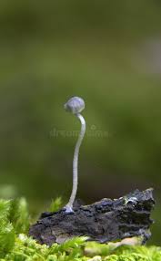 Attēlu rezultāti vaicājumam “Mycena pseudocorticola”