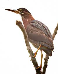 Image result for Butorides virescens