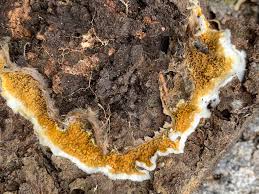 Attēlu rezultāti vaicājumam “Pseudomerulius aureus”