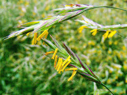 Attēlu rezultāti vaicājumam “Bromopsis inermis leaf”