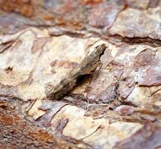 Attēlu rezultāti vaicājumam “Hypatima rhomboidella”