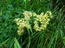 Attēlu rezultāti vaicājumam “Thalictrum minus”
