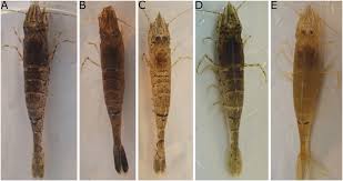 Attēlu rezultāti vaicājumam “Crangon crangon”