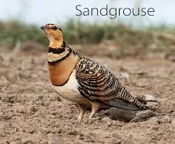 Image result for Syrrhaptes paradoxus