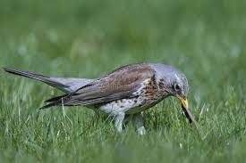 Attēlu rezultāti vaicājumam “Turdus pilaris juvenile”