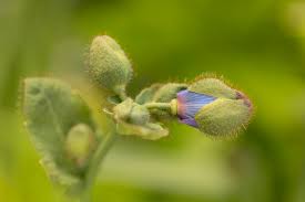 Image result for Meconopsis betonicifolia