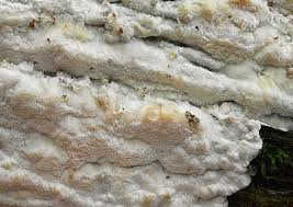 Attēlu rezultāti vaicājumam “Skeletocutis odora”