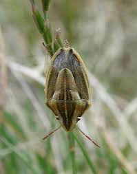 Attēlu rezultāti vaicājumam “Aelia acuminata”