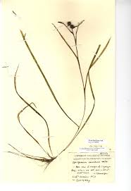 Attēlu rezultāti vaicājumam “Sparganium minimum”