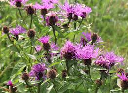 Attēlu rezultāti vaicājumam “Centaurea phrygia bud”