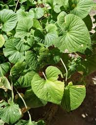 Attēlu rezultāti vaicājumam “Viola mirabilis leaf”