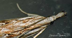 Attēlu rezultāti vaicājumam “Catoptria falsella”