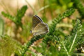 Attēlu rezultāti vaicājumam “Lycaena tityrus underside”