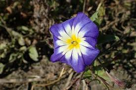 Image result for Convolvulus tricolor