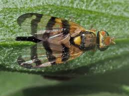 Attēlu rezultāti vaicājumam “Urophora jaceana”