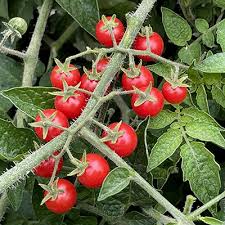 Afbeeldingsresultaat voor hawaiian white cherry tomato