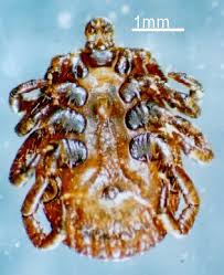 Attēlu rezultāti vaicājumam “Dermacentor reticulatus female”