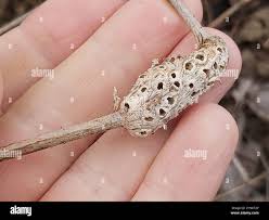 Attēlu rezultāti vaicājumam “Diastrophus rubi”